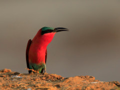 Southern carmine bee-eater in South Luangwa National Park, Zambia.