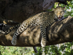 Leopard in South Luangwa National Park, Zambia