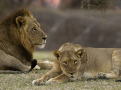 Lion in South Luangwa National Park, Zambia