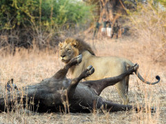 Lion with kill in South Luangwa National Park, Zambia