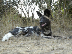 African wild dog in South Luangwa National Park, Zambia