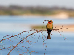 White-fronted bee-eater near the Zambezi River, Zambia