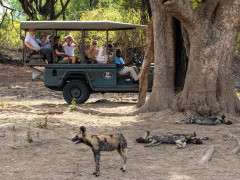 Wild dog in South Luangwa, Zambia
