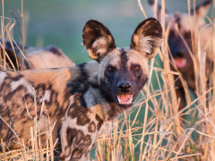 Wild dog in Zambia.