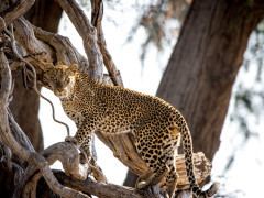 Leopard in Lower Zambezi National Park, Zambia