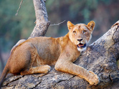 Lion in Lower Zambezi National Park, Zambia
