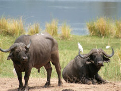 African buffalo in Mana Pools National Park, Zimbabwe