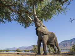 African bull elephant feeding on tree in Zimbabwe