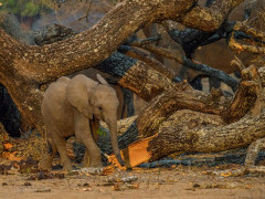 Baby elephant in Mana Pools National Park, Zimbabwe
