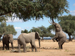 African elephants in Mana Pools National Park, Zimbabwe