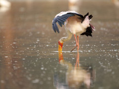 Yellow-billed stork in Mana Pools National Park, Zimbabwe