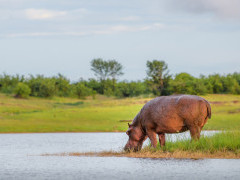 Hippo drinking from Lake Kariba, Zimbabwe