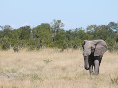 African elephant in Hwange, Zimbabwe.