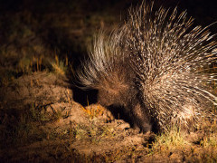 African porcupine in Hwange, Zimbabwe