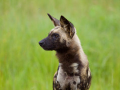 African wild dog in Hwange, Zimbabwe