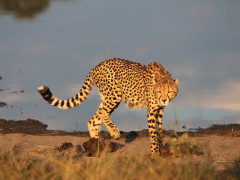 Cheetah in Hwange, Zimbabwe.