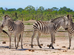 Herd of Burchell's zebra in Hwange, Zimbabwe