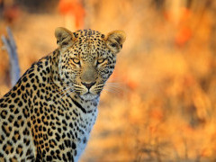 Leopard in Hwange National Park, Zimbabwe