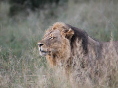 Lion in Hwange, Zimbabwe.