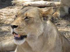 Lioness in Hwange National Park, Zimbabwe.