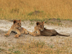 Pair of lion cubs in Hwange, Zimbabwe