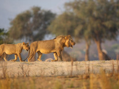 Lion in Mana Pools National Park, Zimbabwe
