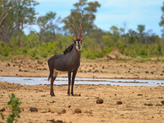Male sable in Zimbabwe