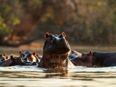 Hippo pod in Mana Pools National Park, Zimbabwe.