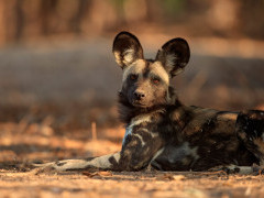 African wild dog in Mana Pools National Park, Zimbabwe.