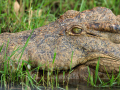 Crocodile in Mana Pools National Park, Zimbabwe.