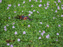 Hippo in water hyacinth in Mana Pools National Park, Zimbabwe.