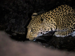 Leopard in Mana Pools National Park, Zimbabwe.
