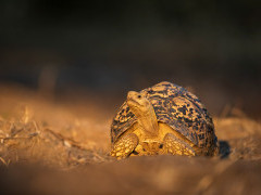Leopard tortoise in Mana Pools National Park, Zimbabwe.