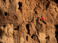 Southern carmine bee-eater in Mana Pools National Park, Zimbabwe.