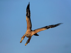 Tawny eagle in Mana Pools National Park, Zimbabwe.
