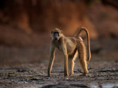 Yellow baboon in Mana Pools National Park, Zimbabwe.