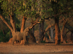 African elephant in Mana Pools National Park, Zimbabwe.