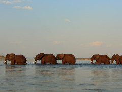 Elephant herd in Mana Pools National Park, Zimbabwe.