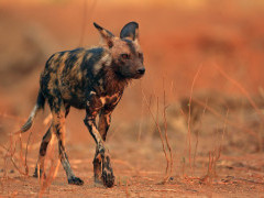 African wild dog in Mana Pools National Park, Zimbabwe.