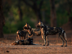 African wild dog pack in Mana Pools National Park, Zimbabwe.