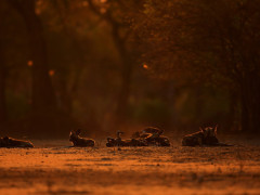 African wild dog pack in Mana Pools National Park, Zimbabwe.