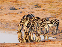 Plains zebra drinking at Nyamandlovu Pan in Hwange, Zimbabwe