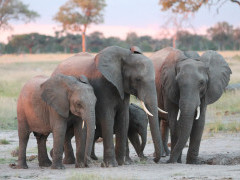 Elephants in Zimbabwe.