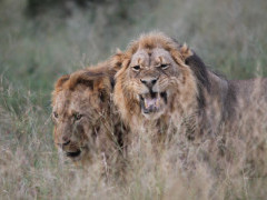 Two male lions in Zimbabwe.