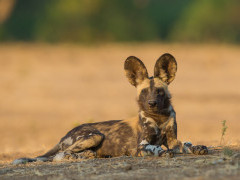 Wild dog in Zimbabwe