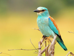 European roller in Zimbabwe
