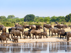 African elephants in Hwange, Zimbabwe