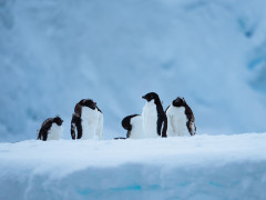 Adelie penguins in Antarctica.