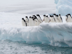 Adelie penguin in Antarctica