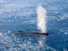 Humpback whale in Antarctica.